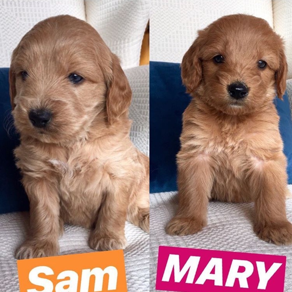 Meet your Posher, Mary
